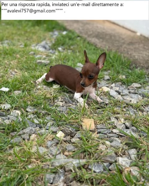 Cuccioli di Doberman Pinscher | Foto 0