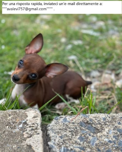 Cuccioli di Doberman Pinscher