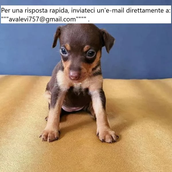 Adorabili cuccioli di Doberman Pinscher