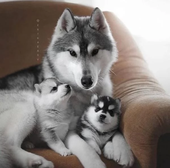 cuccioli di Husky ( occhi azzurri) 2 mesi