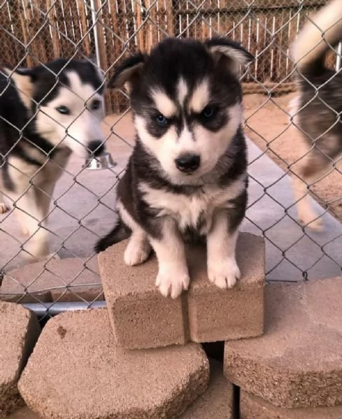 Cuccioli siberian husky