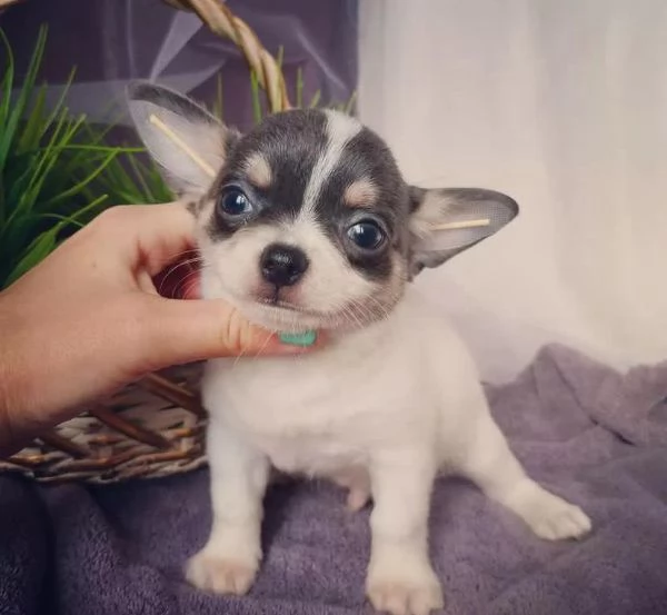 Cuccioi di siberian husky