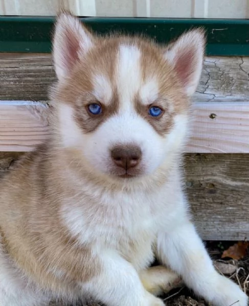 Cuccioli di Siberian Husky