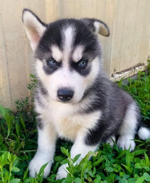 Siberian Husky con pedigree