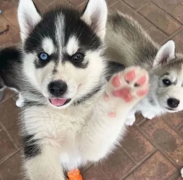 Cuccioli di Siberian Husk