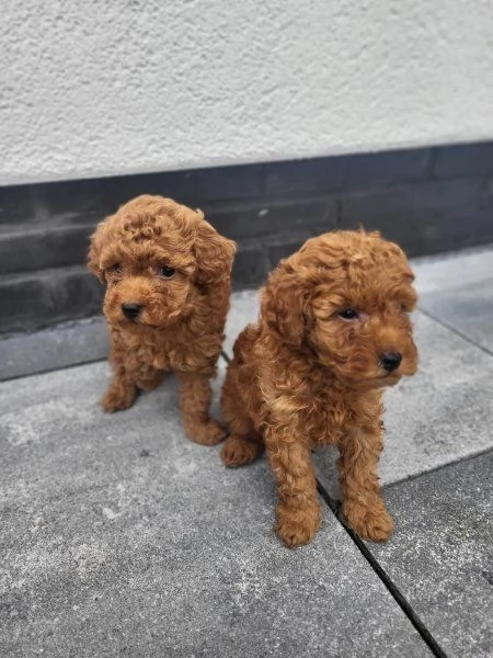 Regala dei cuccioli di barboncino | Foto 2