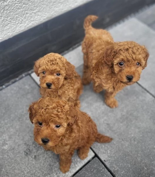 Regala dei cuccioli di barboncino | Foto 1