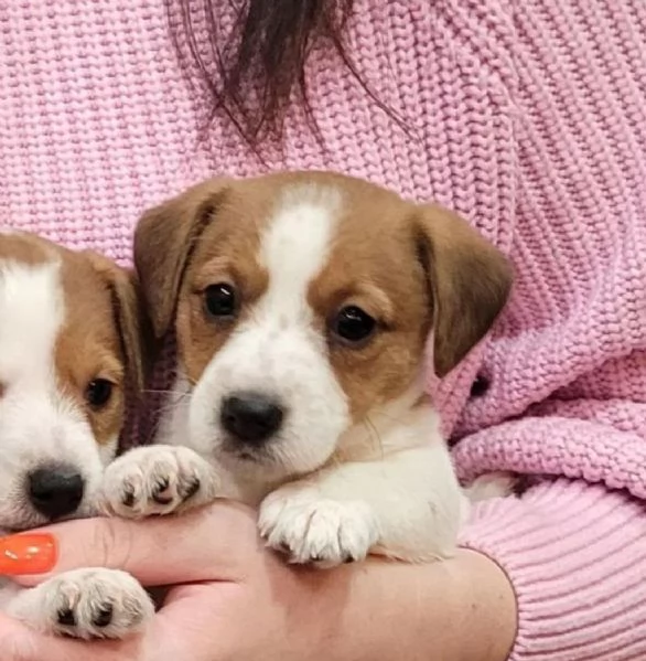 Regala dei cuccioli di Jack Russel | Foto 1