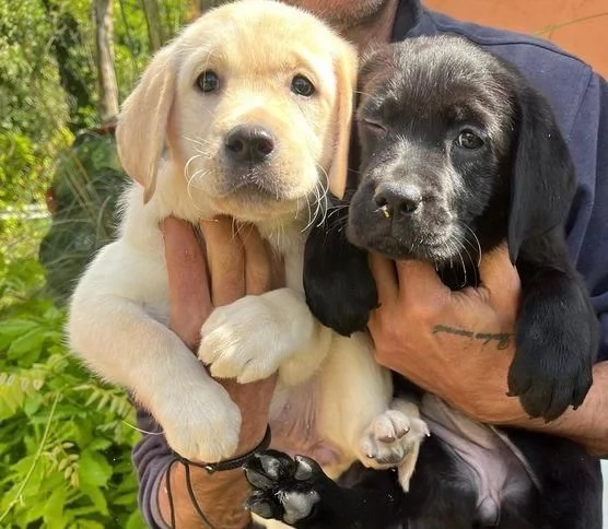 Regala dei cuccioli di Labrador