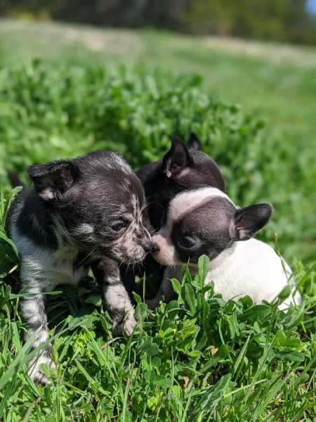 Cuccioli di Chihuahua (maschi e femmine) | Foto 1