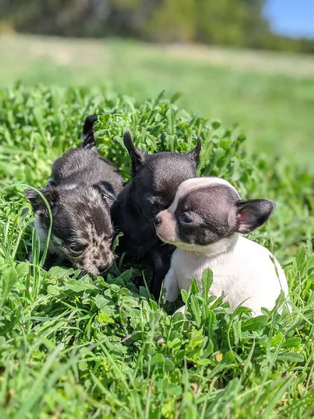 Cuccioli di Chihuahua (maschi e femmine) | Foto 0