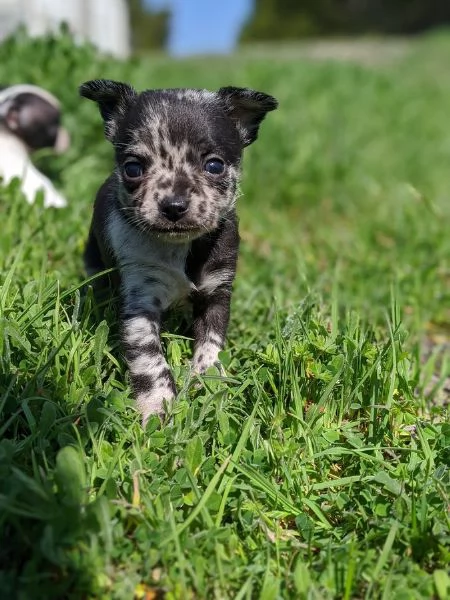 Cuccioli di Chihuahua (maschi e femmine)