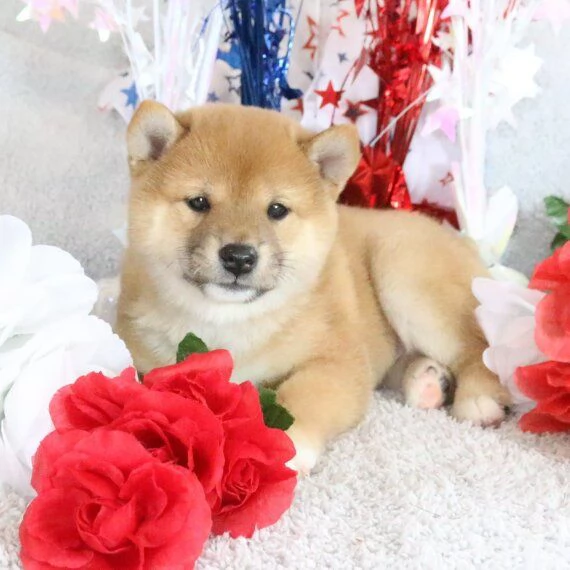 REGALO due cuccioli di Shiba Inu per l'adozione disponibili per una buona case, i cuccioli sono ben 