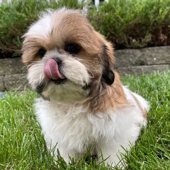 Regalo Bellissimi cuccioli allevati Shih-tzu, colore bianco e nero. Due e una feminuccia Maschietti.