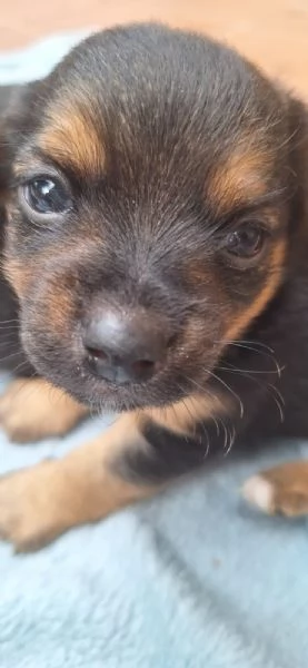 Vendita cuccioli di pinscher nano | Foto 3