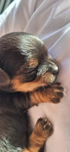 Vendita cuccioli di pinscher nano | Foto 2