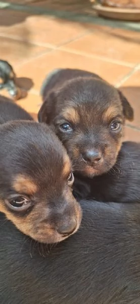 Vendita cuccioli di pinscher nano | Foto 0