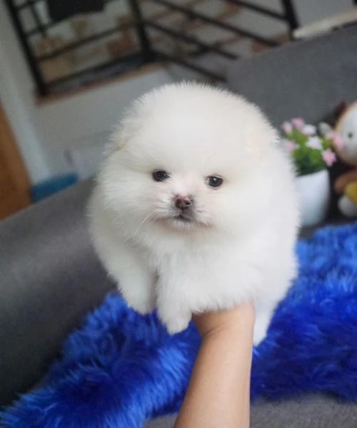 bellissimo cucciolo di Pomerania maschio