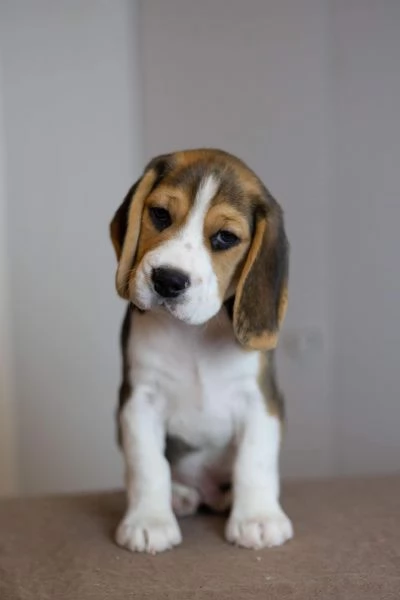 Cucciolate di Beagle | Foto 0