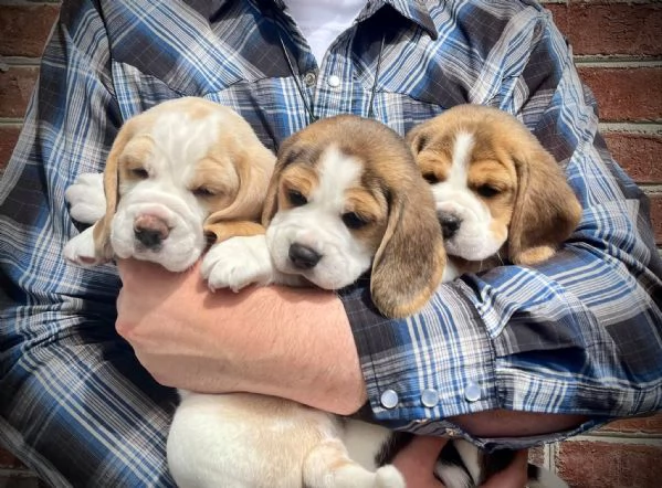 CUCCIOLI DI BEAGLE !! | Foto 0