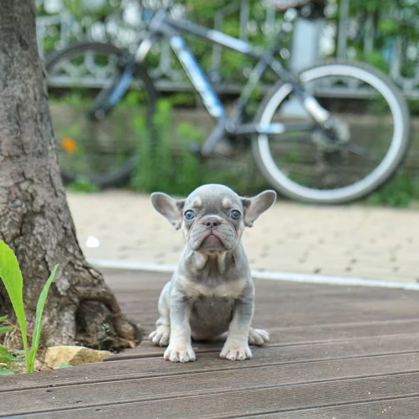 Rehomeing I nostri bellissimi bulldog francesi | Foto 0