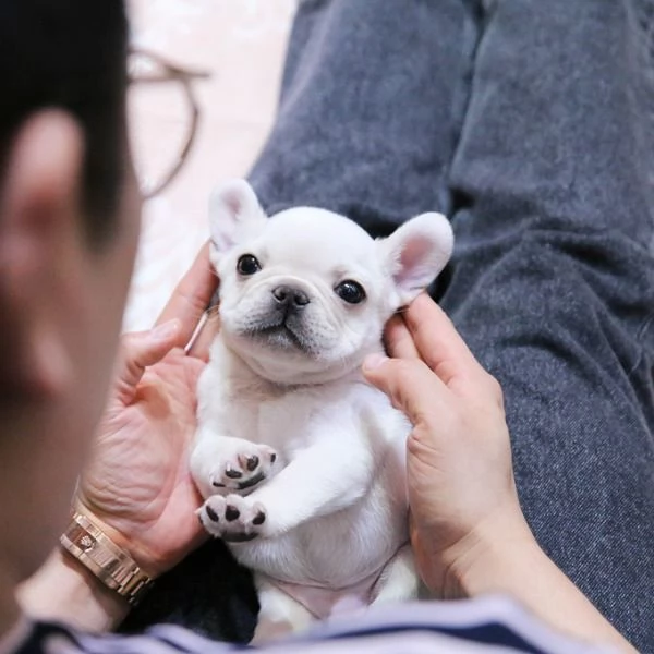 Rehomeing I nostri bellissimi bulldog francesi