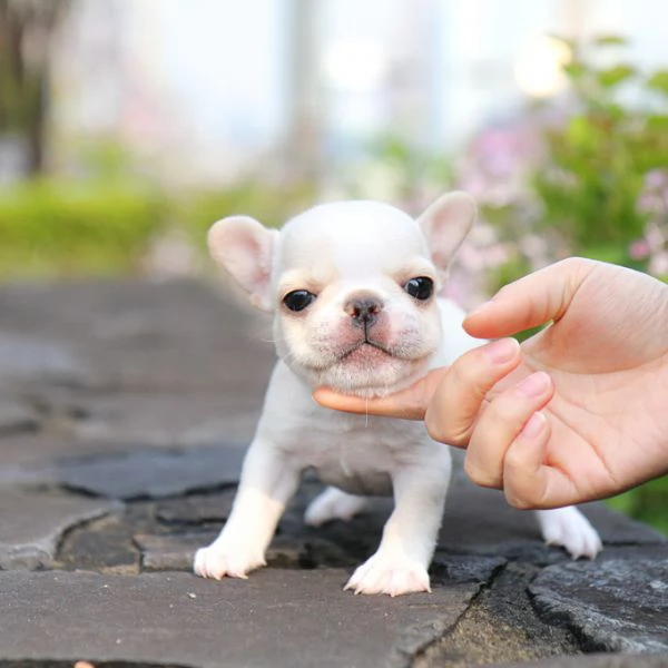 Rehomeing I nostri bellissimi bulldog francesi