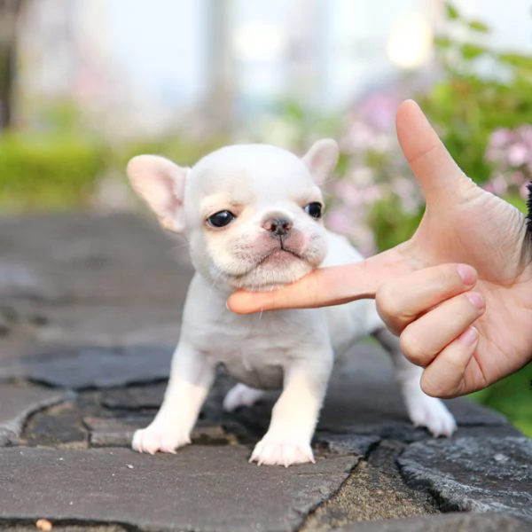 Rehome I nostri bellissimi cuccioli di bulldog francese