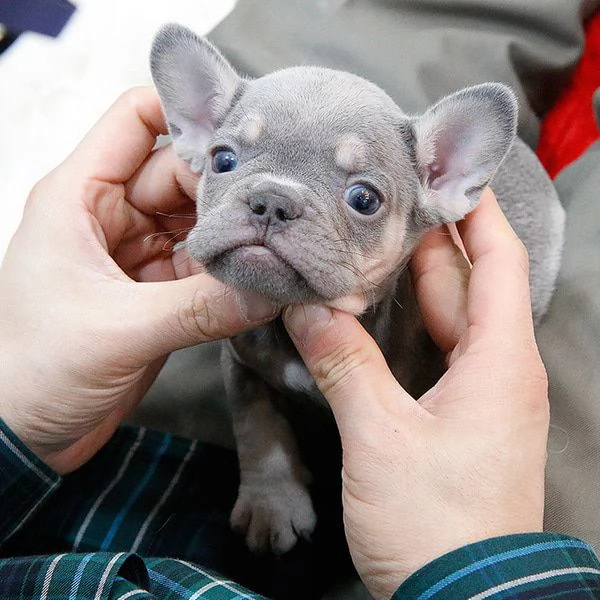 Rehome I nostri bellissimi cuccioli di bulldog francese | Foto 0