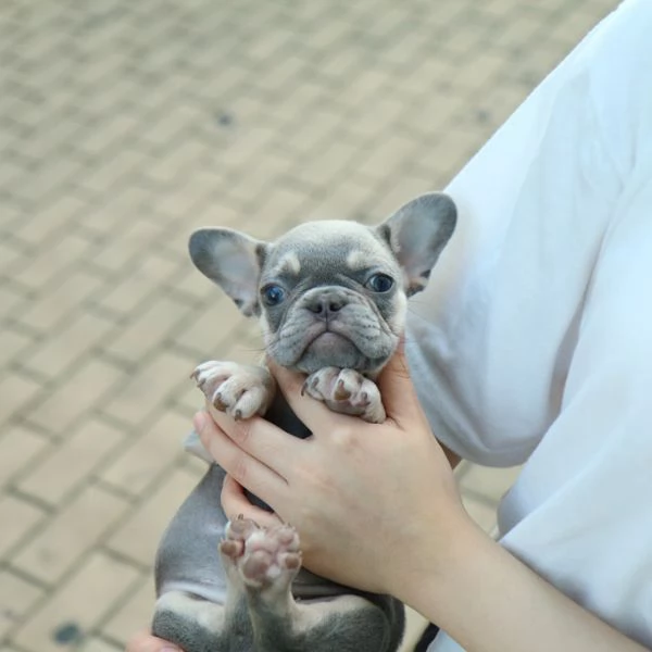 Rehome I nostri bellissimi cuccioli di bulldog francese | Foto 0