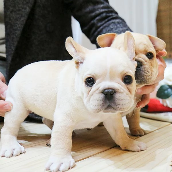 Rehome I nostri bellissimi cuccioli di bulldog francese