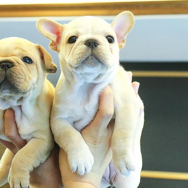 Rehome I nostri bellissimi cuccioli di bulldog francese | Foto 0