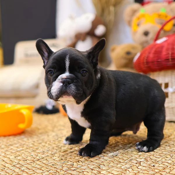 Cuccioli di Bulldog francese pronti per una nuova casa