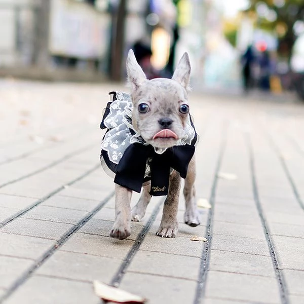 Cuccioli di Bulldog francese pronti per una nuova casa | Foto 0