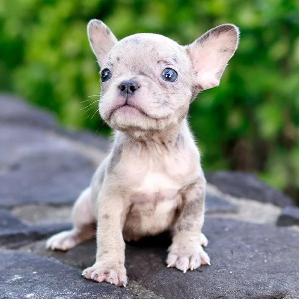 Cuccioli di Bulldog francese pronti per una nuova casa