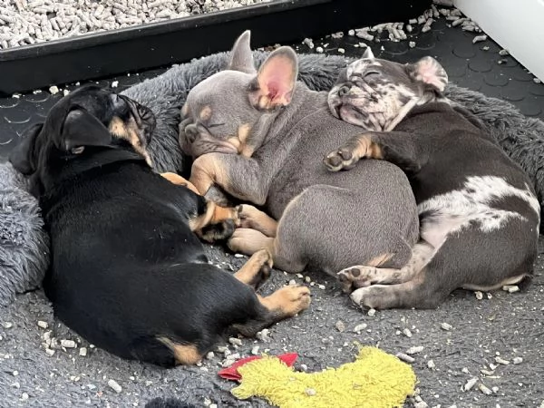 Cuccioli di Bulldog francese pronti per una nuova casa | Foto 0