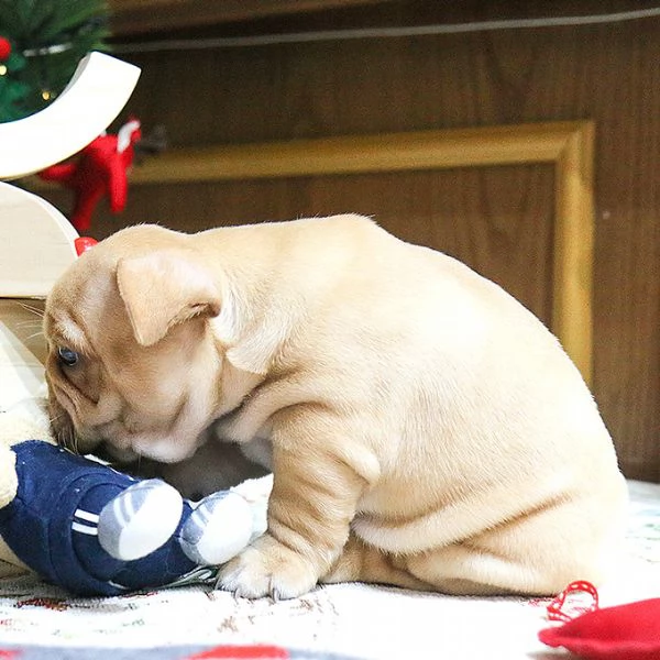 Cuccioli di Bulldog francese pronti per una nuova casa