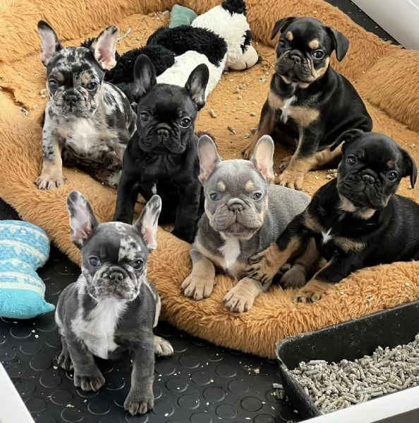 Cuccioli di Bulldog francese pronti per una nuova casa