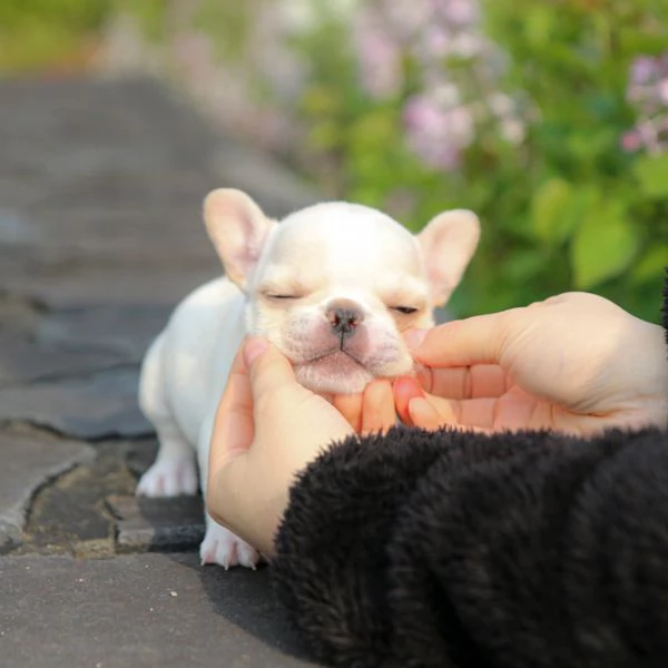 Cuccioli di Bulldog francese pronti per una nuova casa