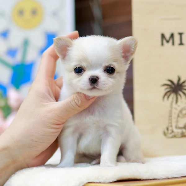 Cuccioli di Chihuahua pronti per una nuova casa 