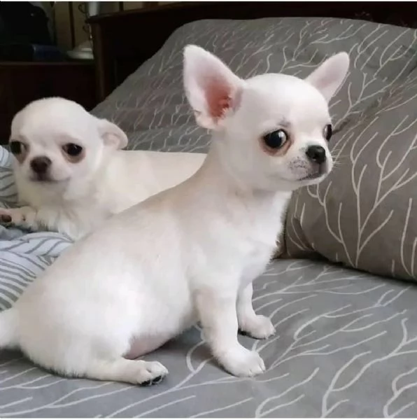 Cuccioli di Chihuahua pronti per una nuova casa  | Foto 0