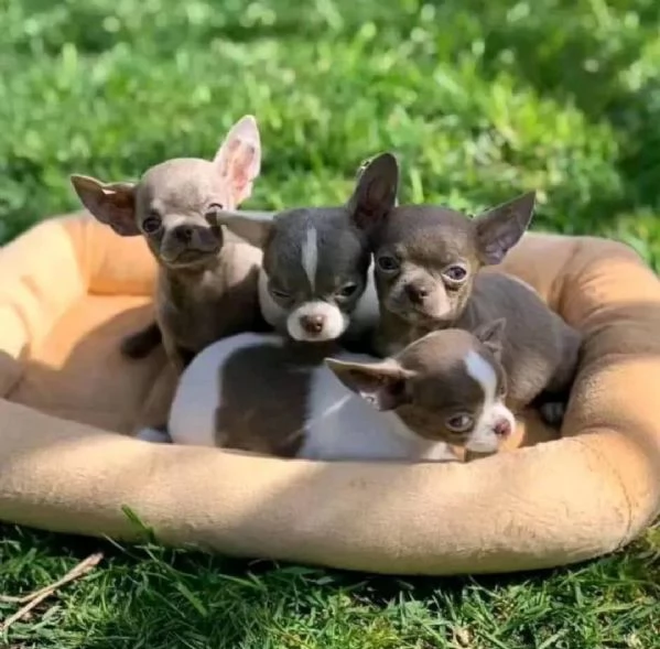 Cuccioli di Chihuahua pronti per una nuova casa  | Foto 0