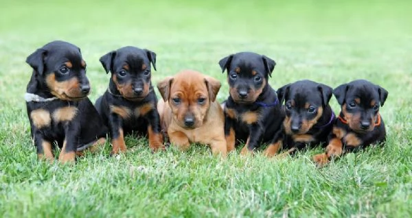 Cuccioli di Pinscher per nuove case