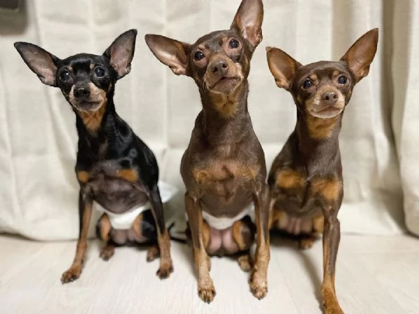 Cuccioli di Pinscher per nuove case