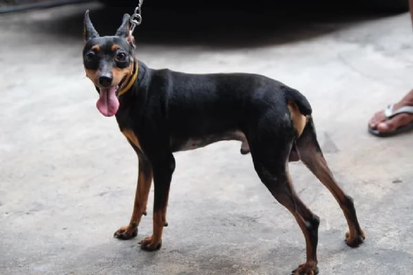 Cuccioli di Pinscher per nuove case | Foto 0