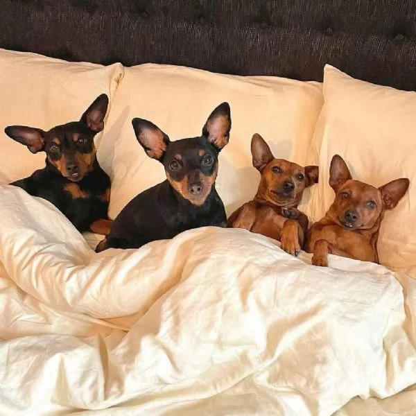 Cuccioli di Pinscher per nuove case