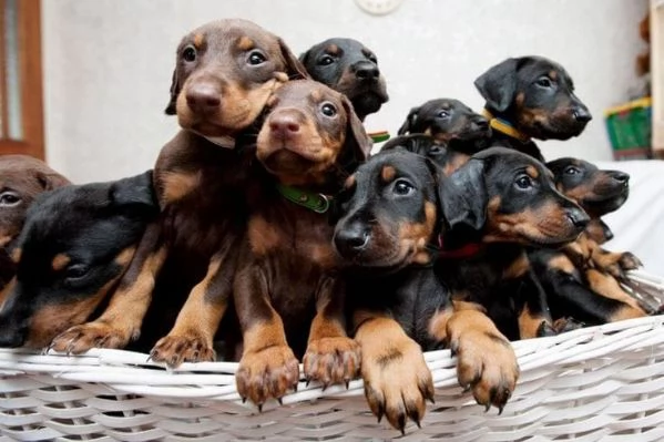 Cuccioli di Pinscher per nuove case