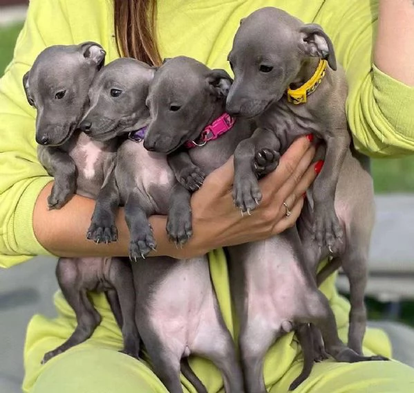 Sono nati alcuni bellissimi cuccioli di levriero italiano. | Foto 0