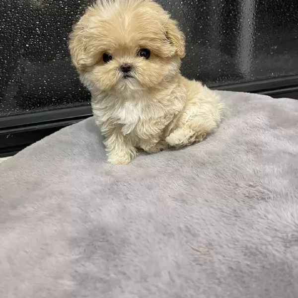 Sono nati dei bellissimi cuccioli di barboncino.