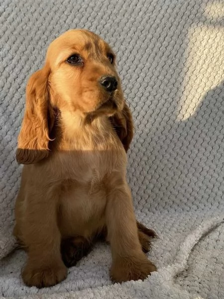 Sono nati dei bellissimi cocker spaniel. | Foto 0